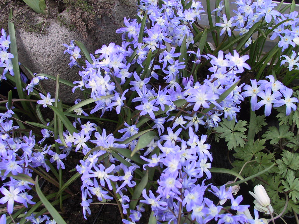 Chionodoxa luciliae 05.JPG